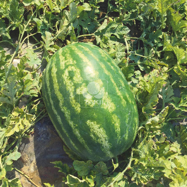Citrullus lanatus E-42 F1