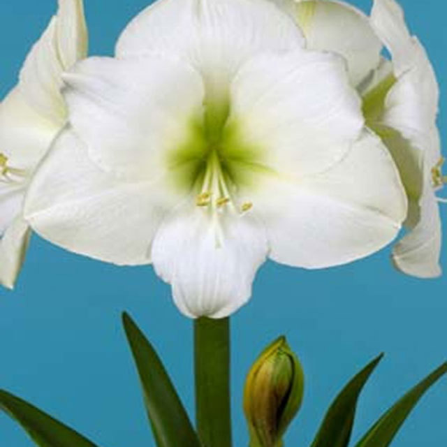Hippeastrum Ludwig Dazzler Tiny Black Flies