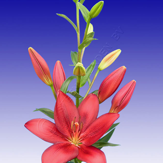 Lilium LA Hybrid Treasure Island Fine Webbing