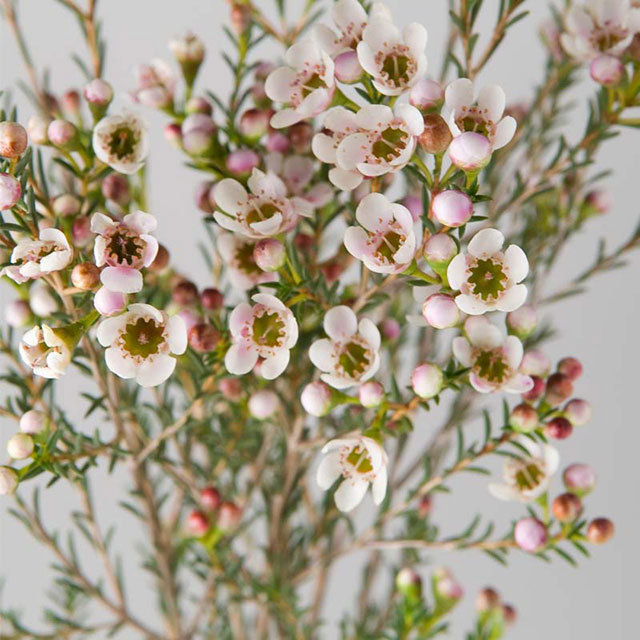 Chamelaucium uncinatum Maya