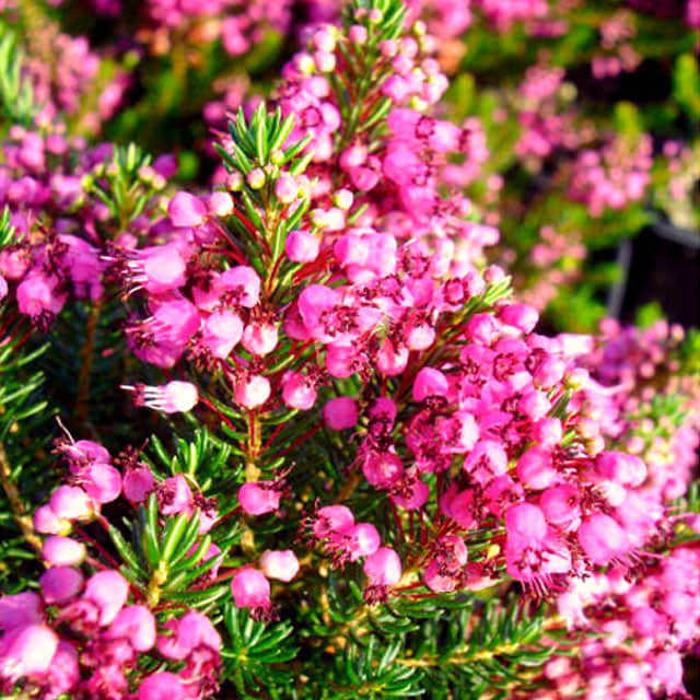 Erica vagans