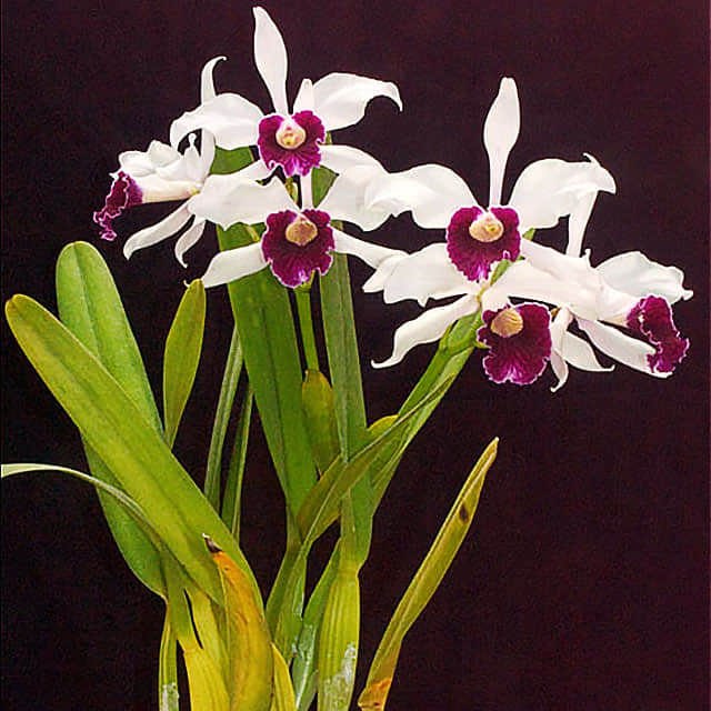 Laelia