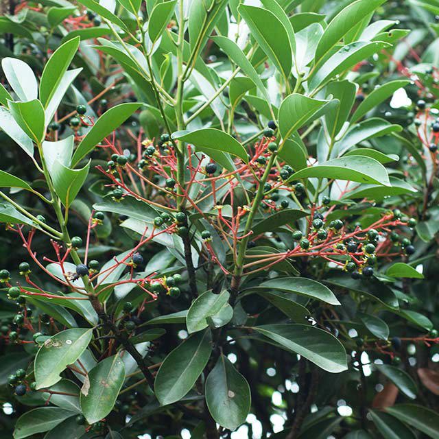 Syzygium buxifolium