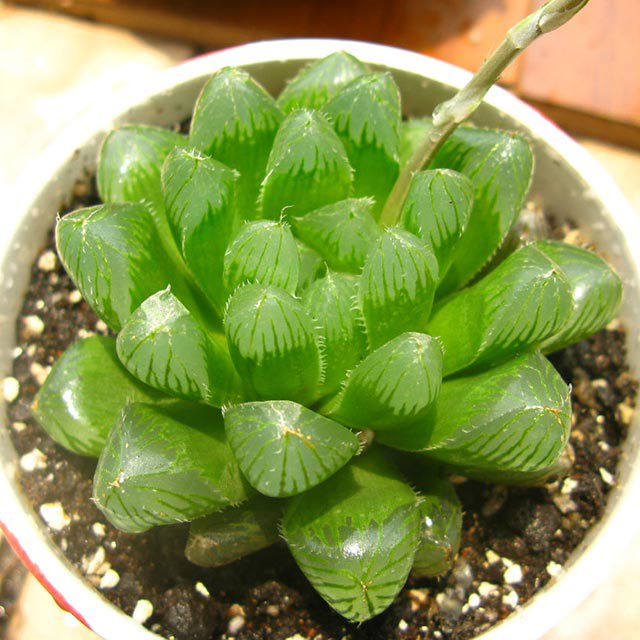 Haworthia cooperi