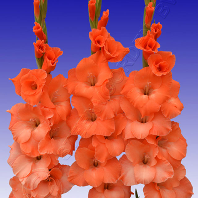 Gladiolus Lucifer