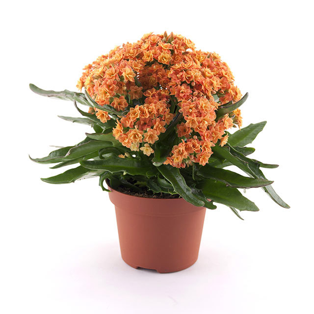 Kalanchoe Taranta Orange Sudden Leaf Drop