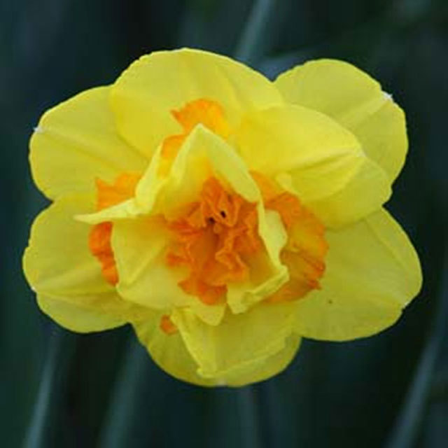 Narcissus Monza