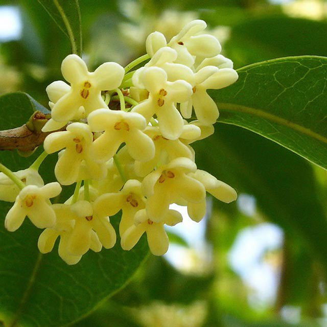 Osmanthus fragrans