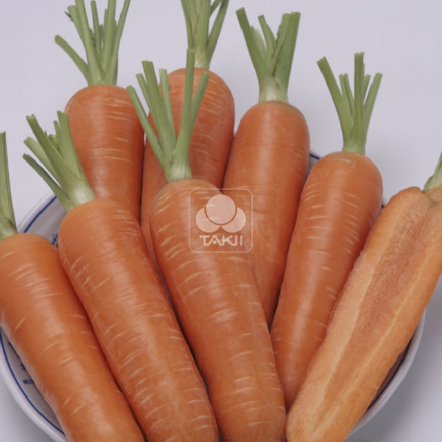 Daucus carota Prominence F1