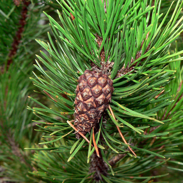 Pinus contorta