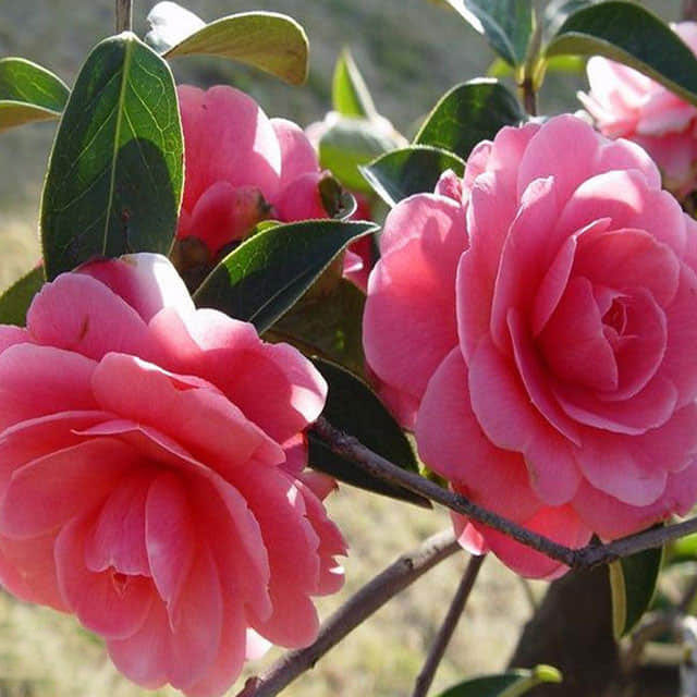 Camellia japonica