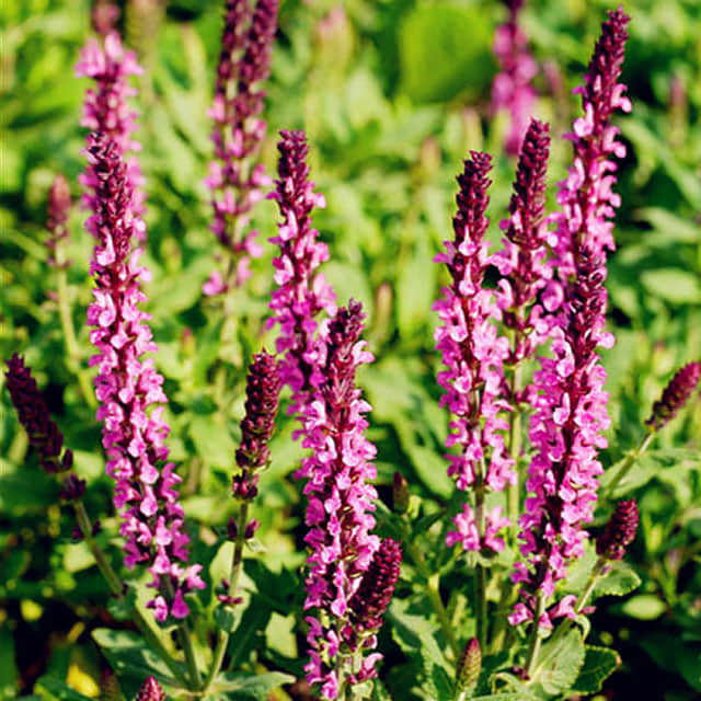 Salvia nemorosa