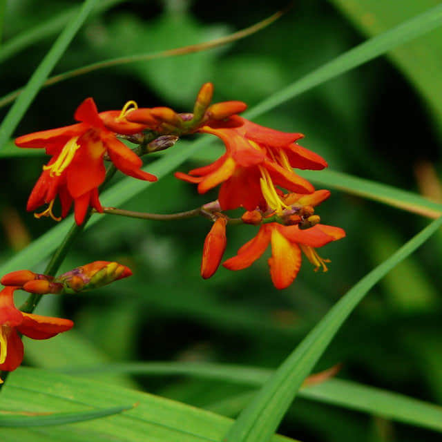 Crocosmia lucifer Lucifer