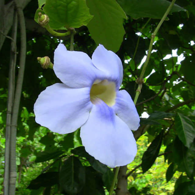Thunbergia grandiflora