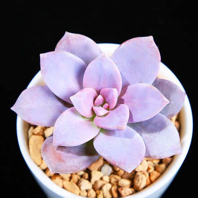 Graptopetalum pentandrum subsp. superbum Tiny Black Flies