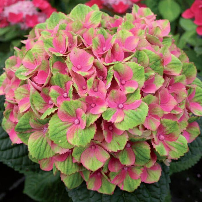 Hydrangea macrophylla Magical Amethyst Sticky Leaves