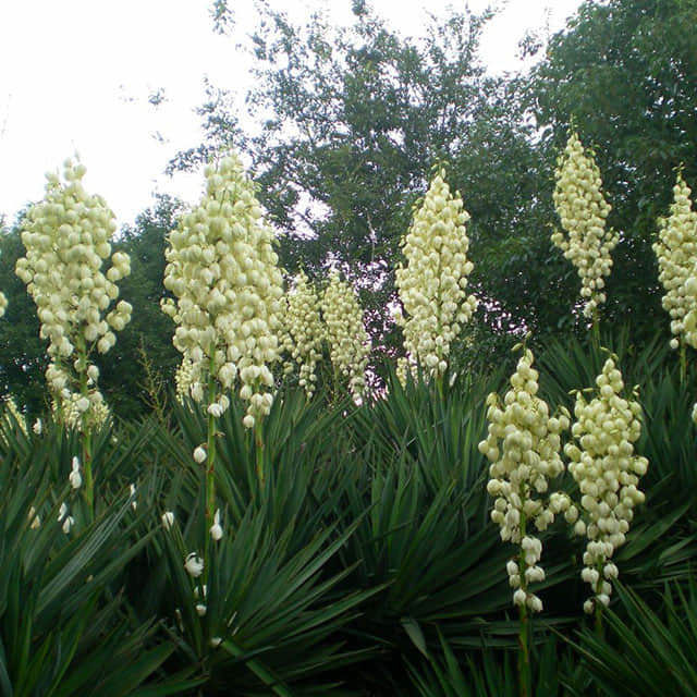 Yucca gloriosa Foglie gialle
