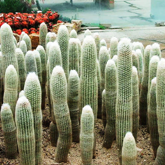 Espostoa melanostele Fine Webbing