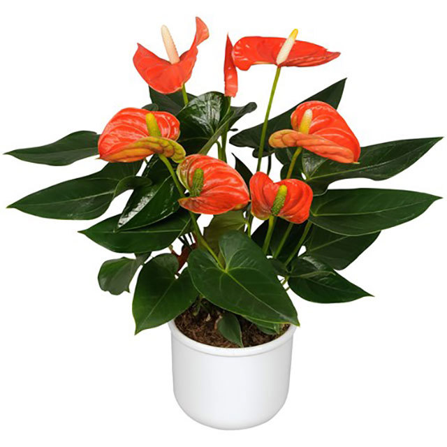 Anthurium andraeanum Sierra Orange Yellow Leaves