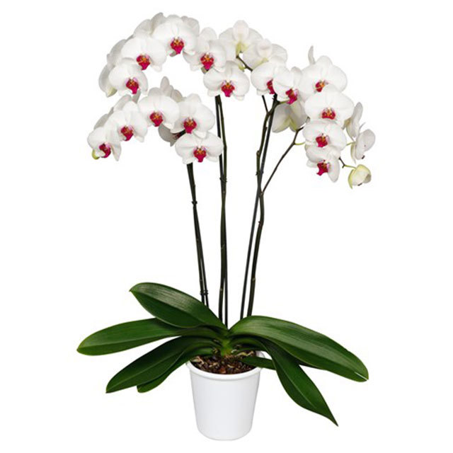 Phalaenopsis Hong Kong