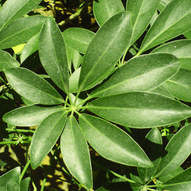 Schefflera taiwaniana