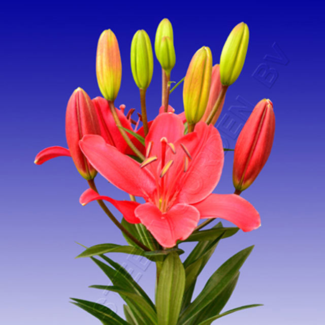 Lily Buzzer Macchie bianche cotonose
