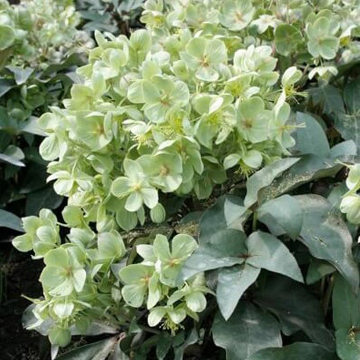 Helleborus sternii