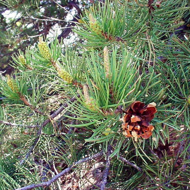 Pinus edulis