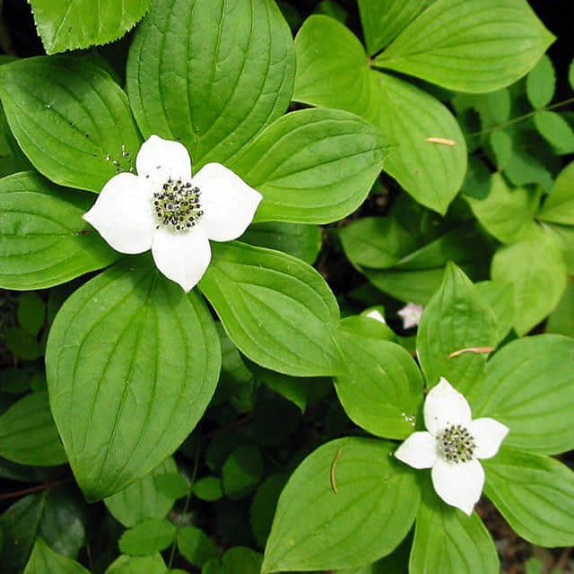 Swida macrophylla