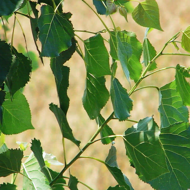 Populus