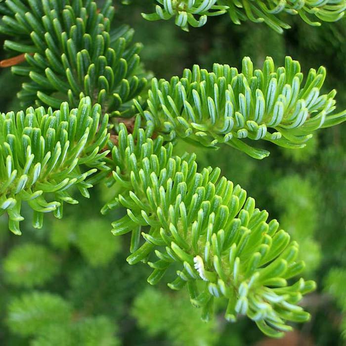 Abies fraseri