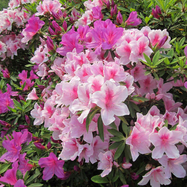 Rhododendron molle Sticky Leaves