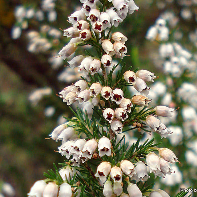 Erica lusitanica