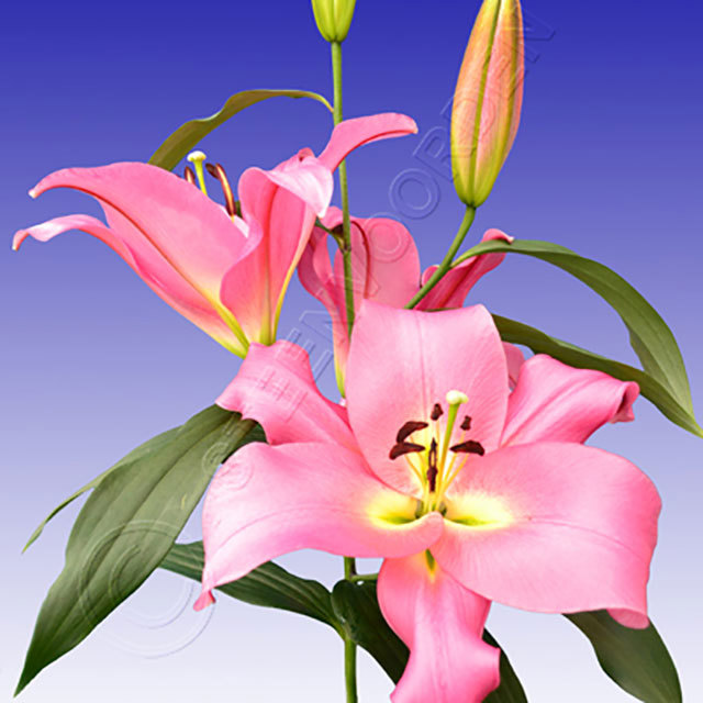 Lilium OT Giordana Sudden Leaf Drop