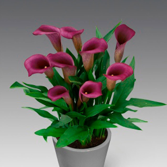 Zantedeschia Paco