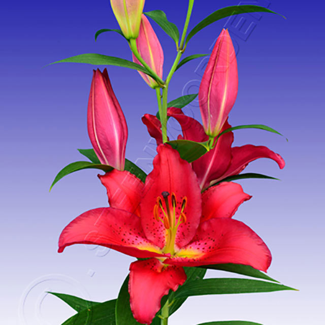 Lilium oriental Tessala Fine Webbing