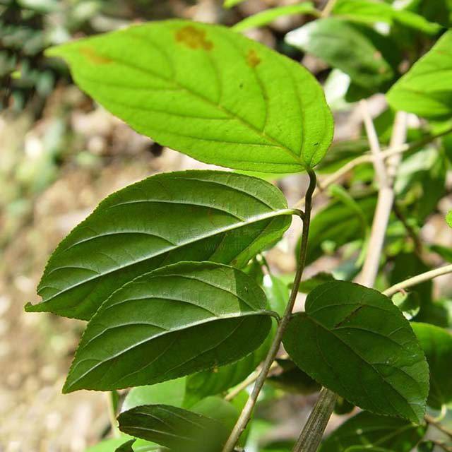 Sageretia