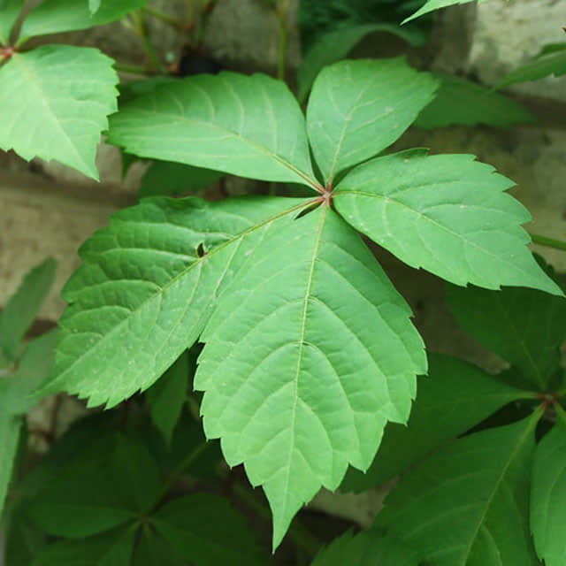 Parthenocissus quinquefolia
