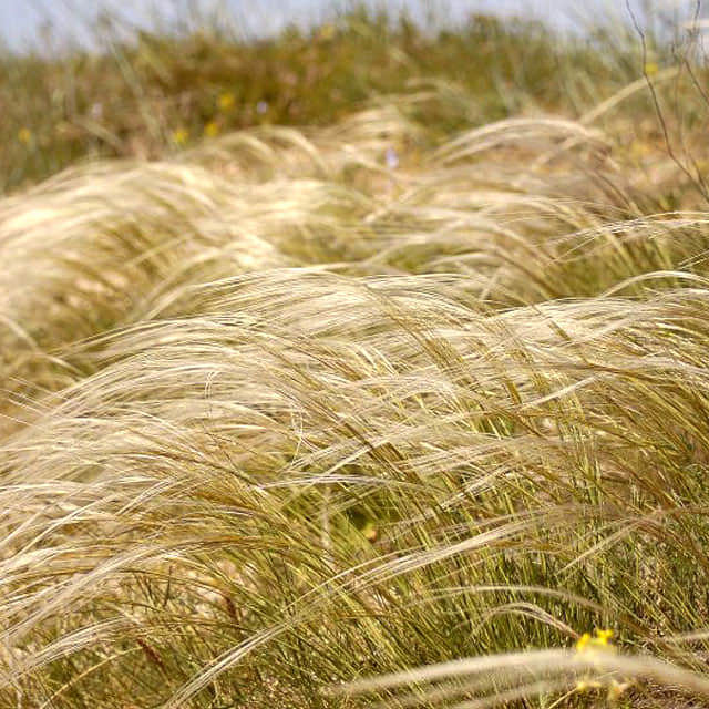Stipa tenuissima
