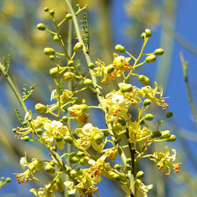 Parkinsonia microphylla