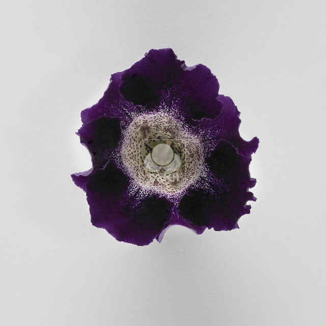 Sinningia Empress Purple Spotted Throat