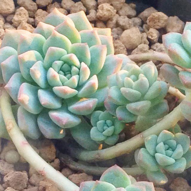 Echeveria prolifica Yellow Leaves