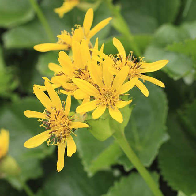 Ligularia sibirica