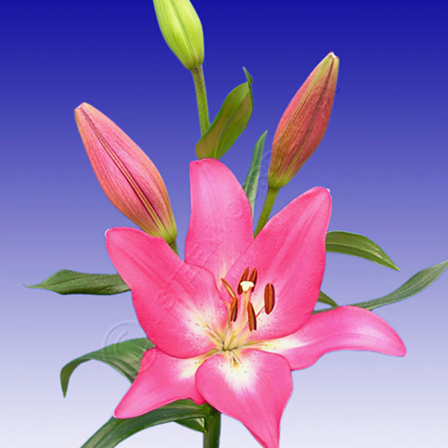 Lilium Arbatax Ragnatele sottili