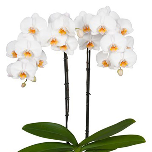 Phalaenopsis Edinburgh