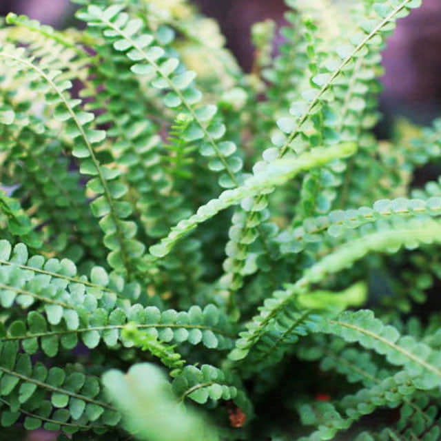 Pellaea rotundifolia