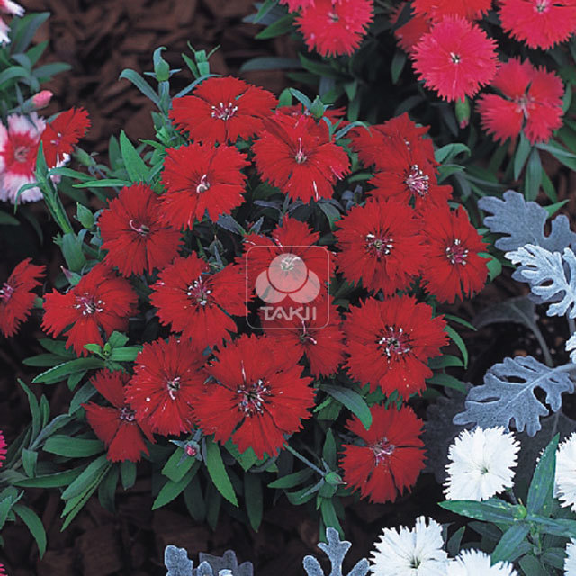 Dianthus Carpet F1 Crimson