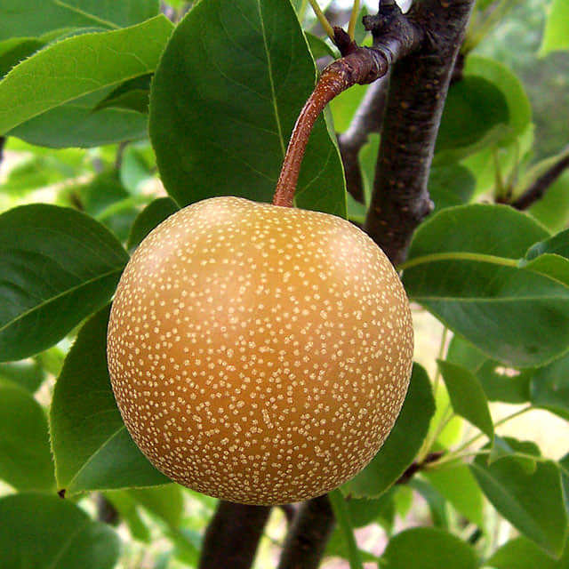 Pyrus serotina