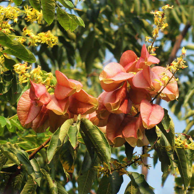Koelreuteria paniculata