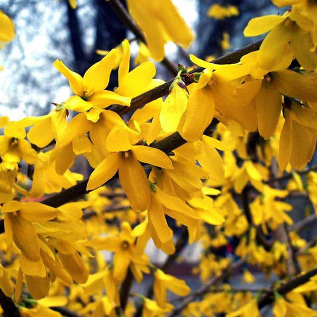 Forsythia ovata